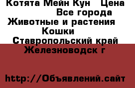 Котята Мейн Кун › Цена ­ 15 000 - Все города Животные и растения » Кошки   . Ставропольский край,Железноводск г.